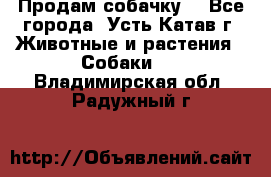 Продам собачку  - Все города, Усть-Катав г. Животные и растения » Собаки   . Владимирская обл.,Радужный г.